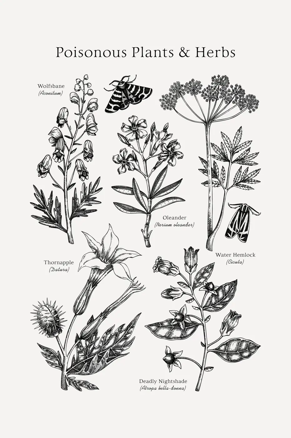 Poisonous plants poster design template. Botanical print. Witch herbs sketches collection. Vintage wall art. Hand drawn vector illustration. NOT AI generated Illustration
